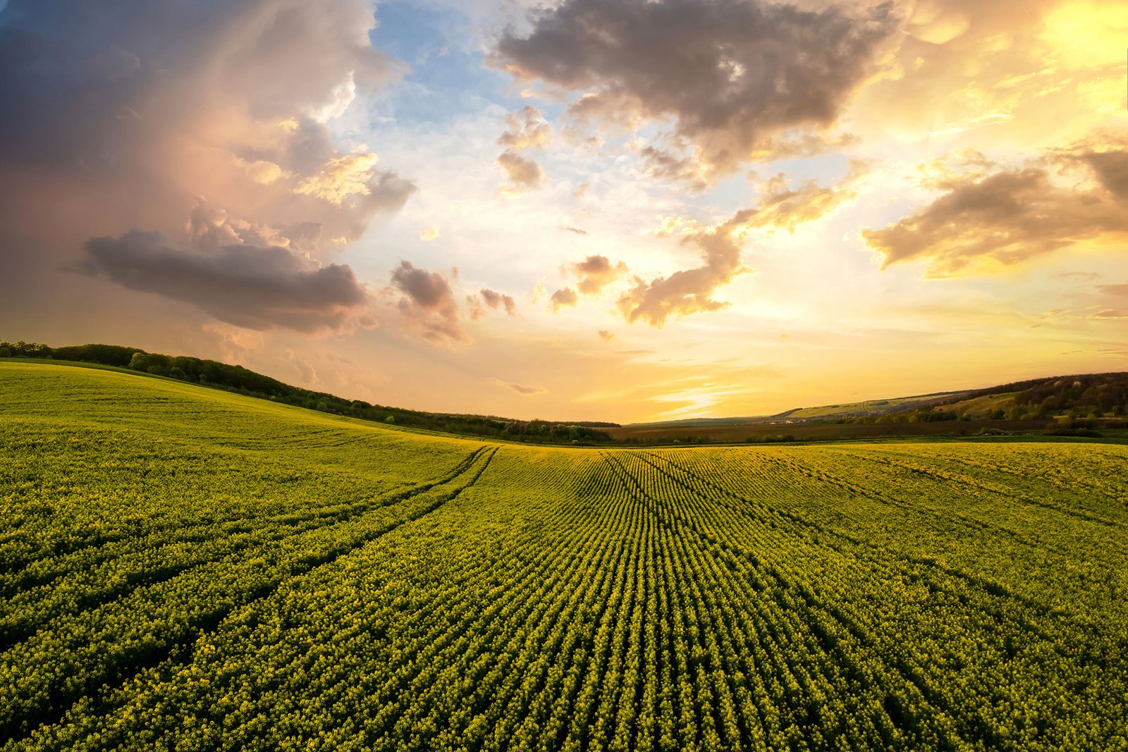 Asesoría agrícola e inmobiliaria